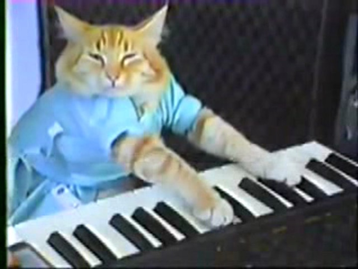 chat qui joue du piano - Vidéo Dailymotion