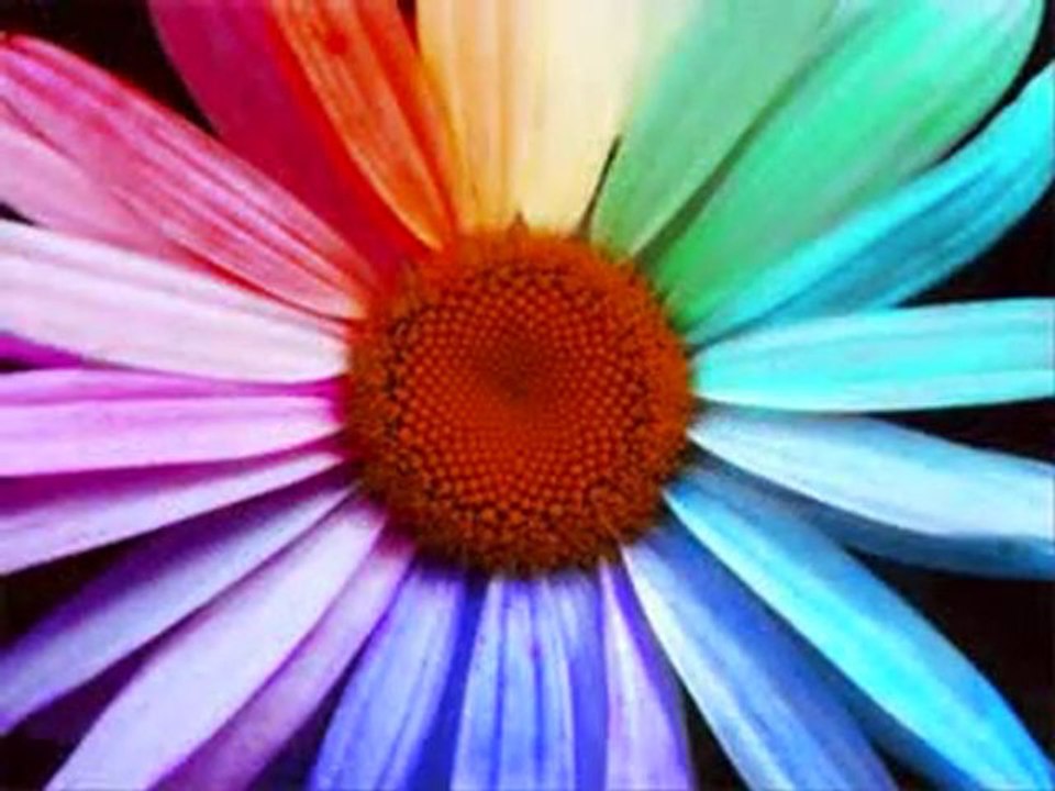 Feliz Año Nuevo 2010. Dando Color al Mundo