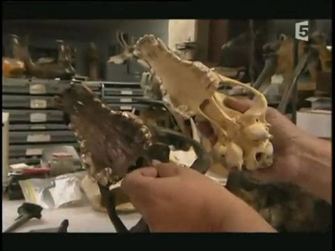 predateurs de la prehistoire les loups d'autrefois1