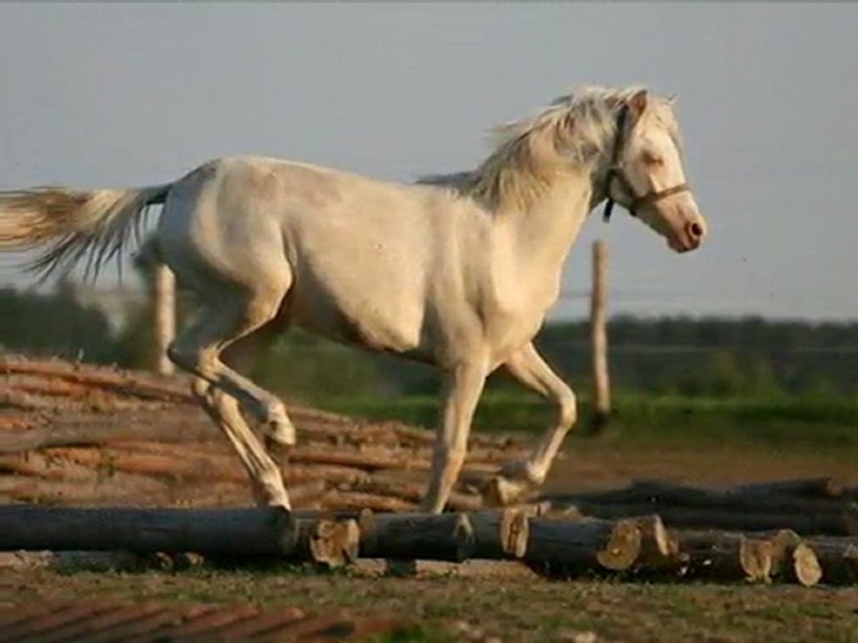 Strauss-Radetzky March