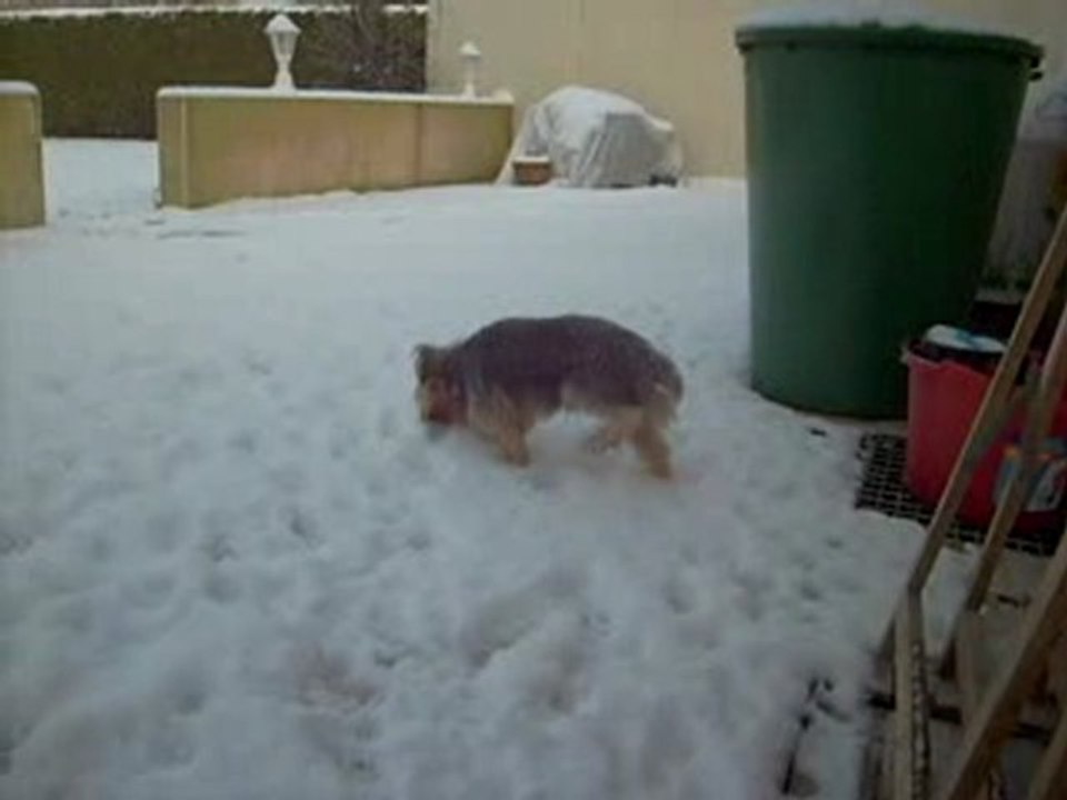 bamby aime manger la neige