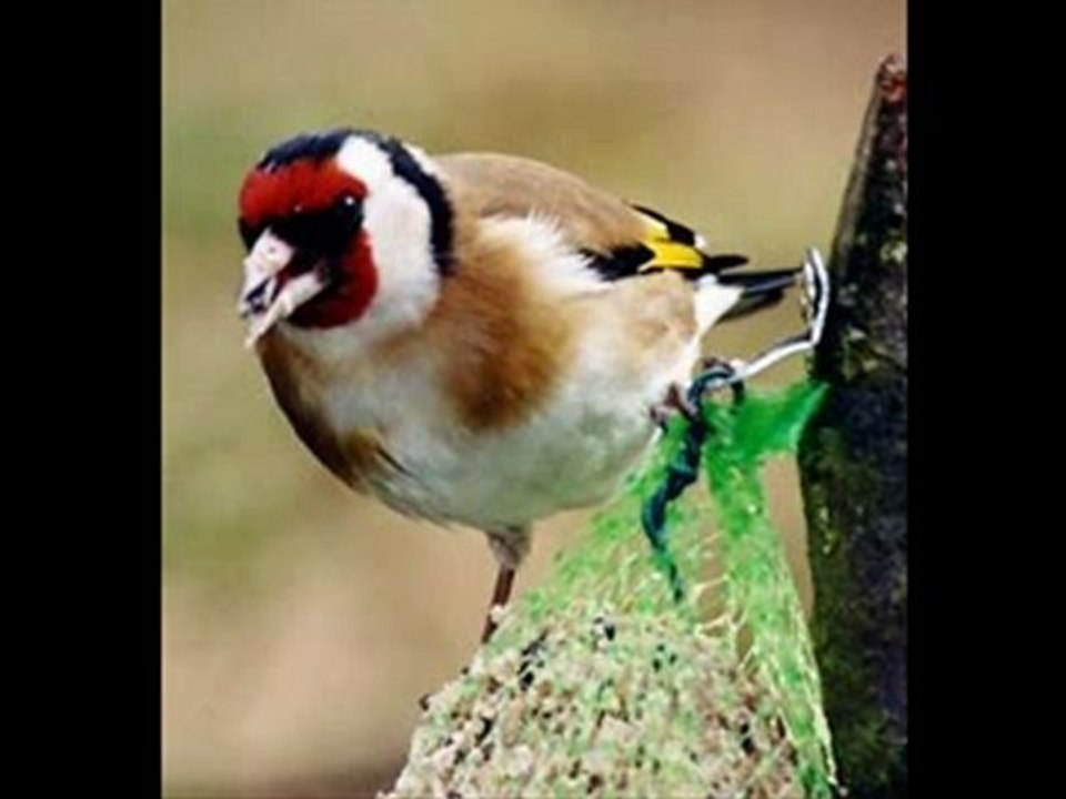 le chant du merle noir et chardonneret