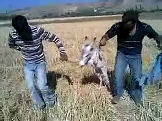 İki Eşek Bir Sıpa Halay Çekerse...