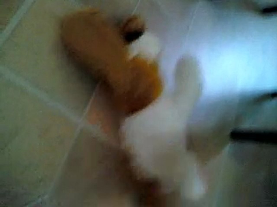 trop rigolo ce chien