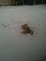 Un Chien Dans La Neige