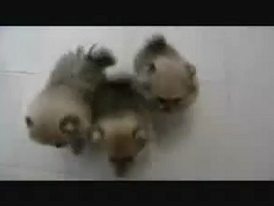 Adorabili cucciolotti