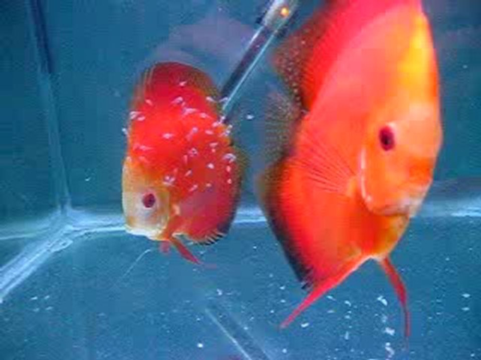 red melon&white face melon