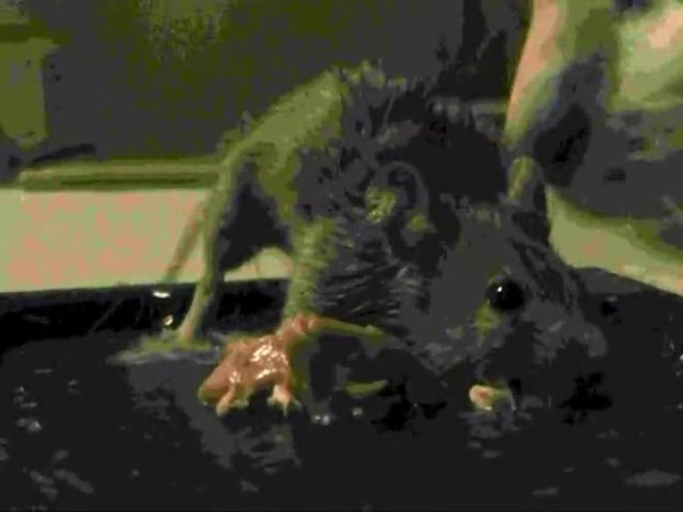 Rodent Terror