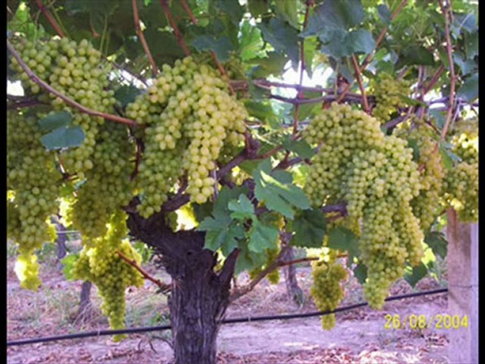 SEYFETTİN SUCU & EŞREF