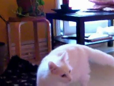 Chatons Angora Turcs