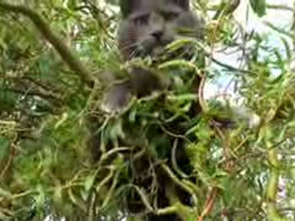 Swedish cat in Czech