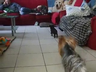 petites folies de chiens 019