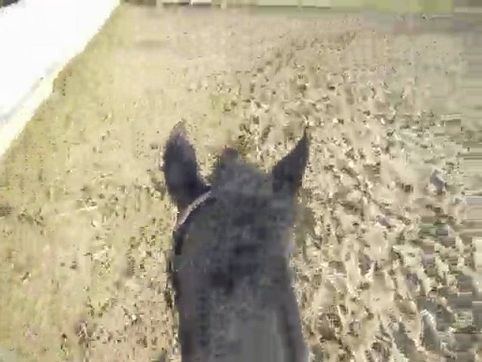 Galop - Afrodyta
