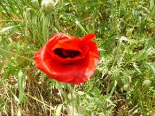 ŞENPAZAR İLÇEMİZDEN RESİM KARELERİ