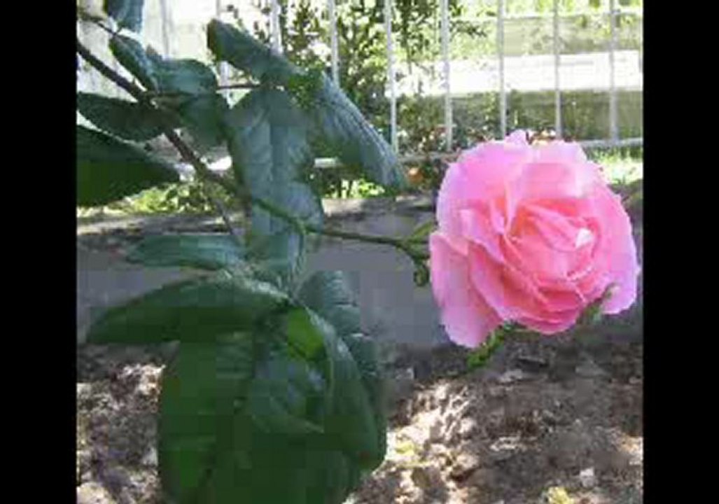DiYAR GULAMIN