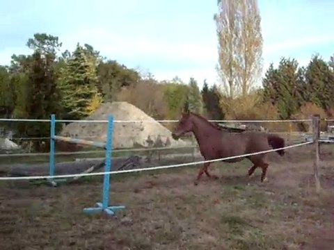 saut au trot liberté