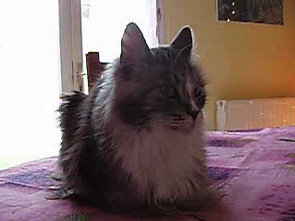 belle 1