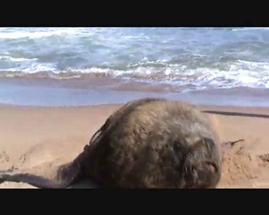 The Sea Lion