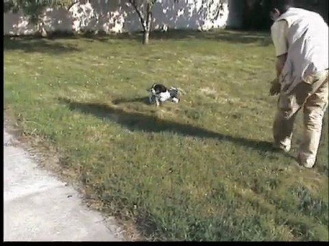 La première leçon de Elton, Cavalier King Charles de 3 mois