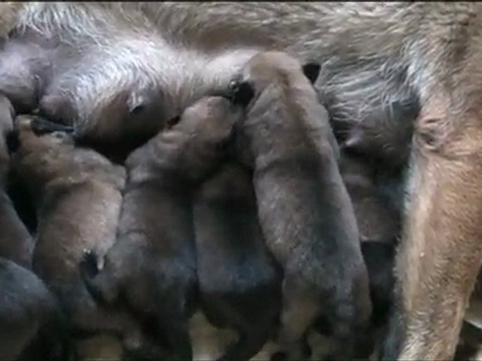 Chiots de Dakota