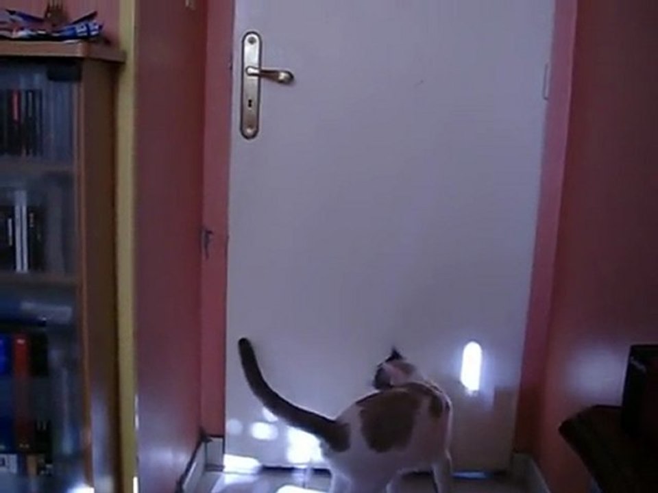 Chat qui ouvre une porte