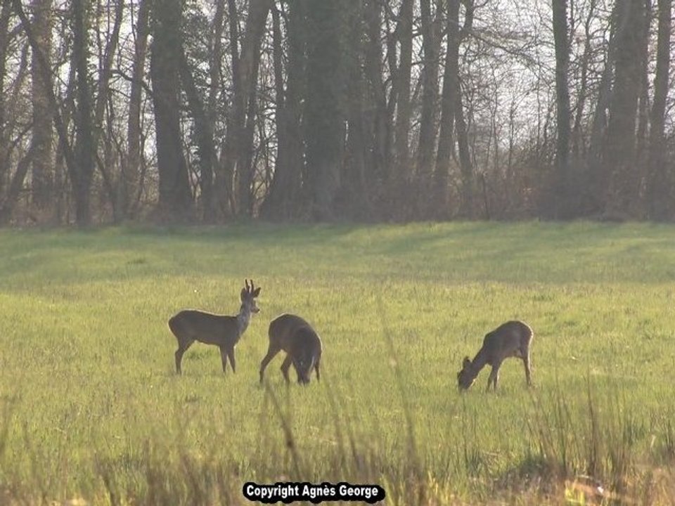Chevreuils et Compagnie ( Animaux, Faune sauvage)