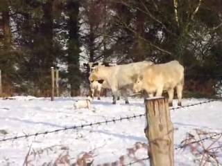 vache contre chien
