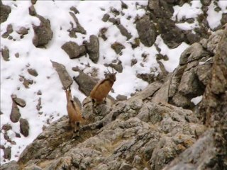 Dağ Keçileri. Aladaglar National Park. Fatih Sinan Çimen