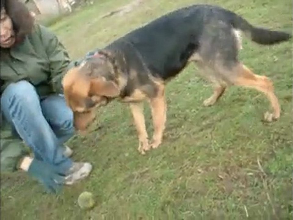 Zebulon (berger croisé griffon)