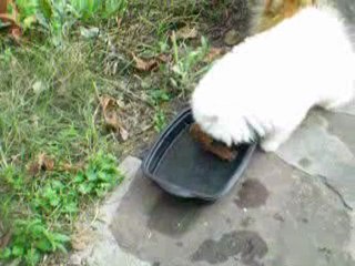 arrivée de Elégance à la maison