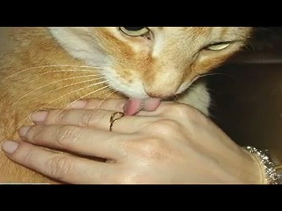 Gatos e Gata 1
