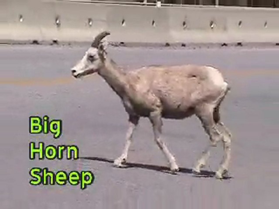 Kootenay National Park and Big Horn Sheep, Canada