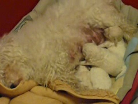 24/12/2009 La têtée des bébés de Camomille