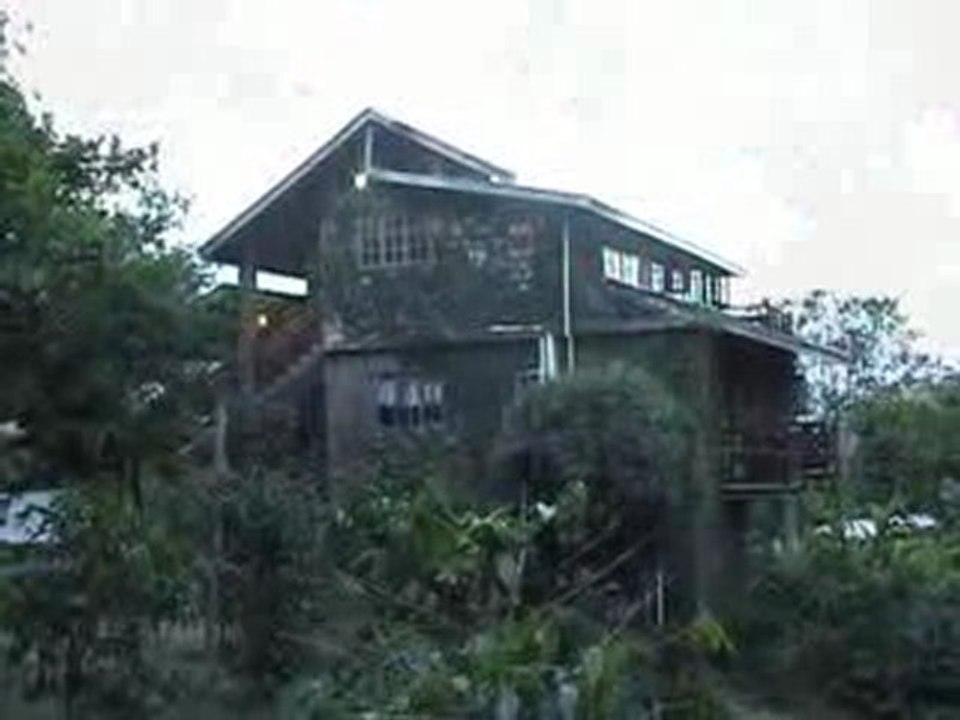 Blue Mountain Coffee-Tour Jamaica