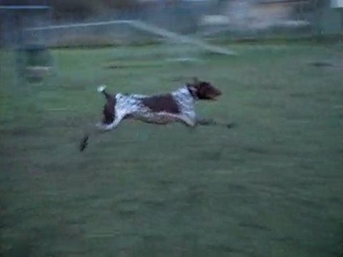 Dustin (Braque français)