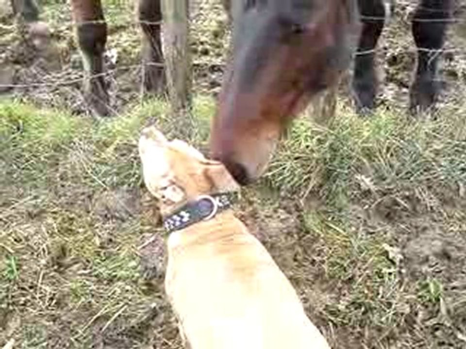 nikita et les chevaux