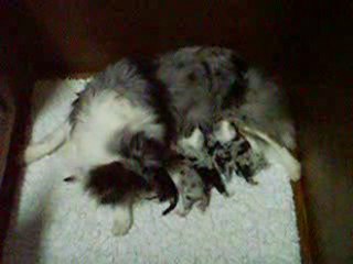 TWINKLE BLUE et ses bébés le 27 décembre 2009