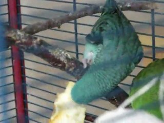 perruche catherine turquoise