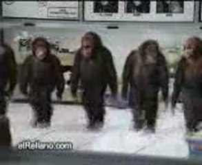 MAYMUNLAR ŞEHRİ......