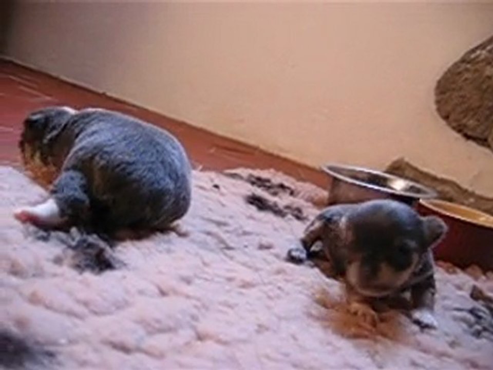 chihuahua