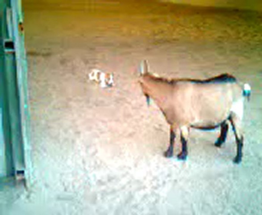 Epson & Le bouc