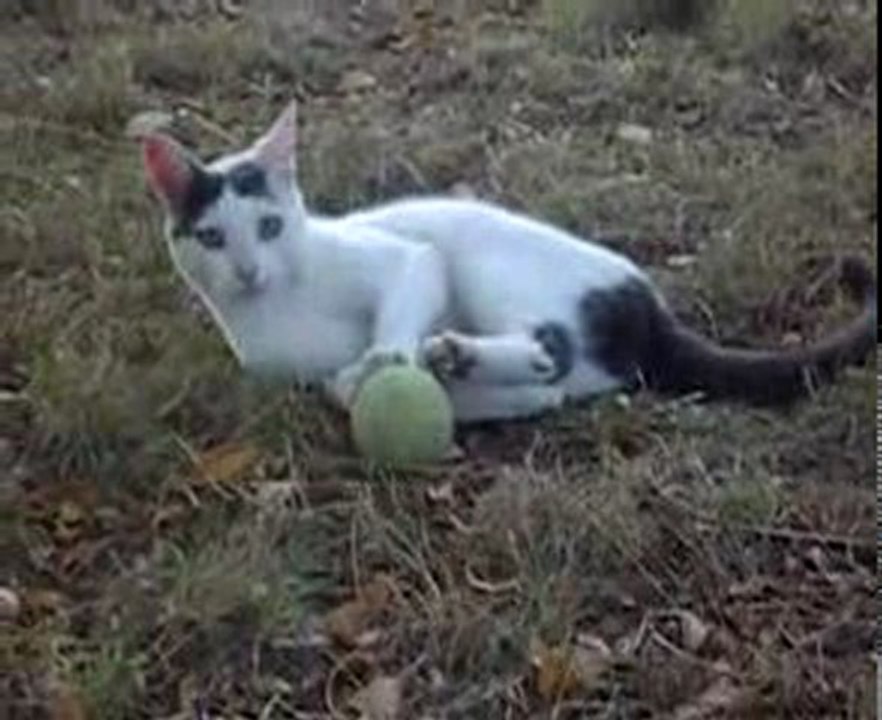 gypsie et sa balle 1