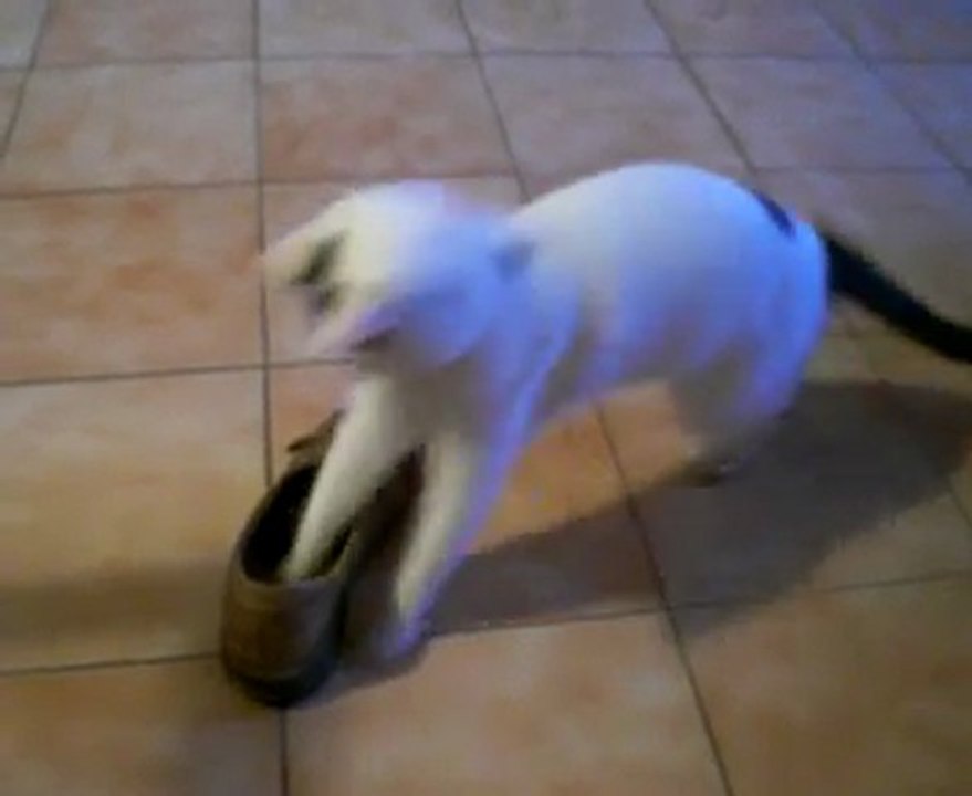 Gypsie et la chaussure