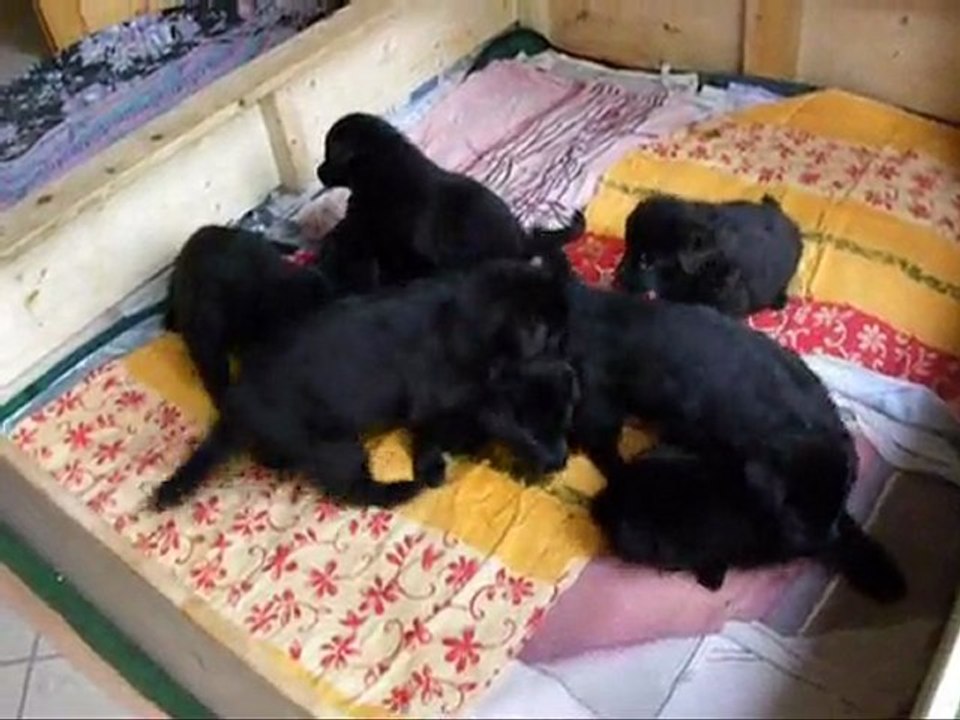 Frenzis Welpen 29. Tag