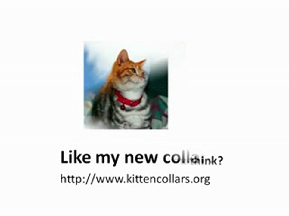 Kitten collars - Kitten Adventures