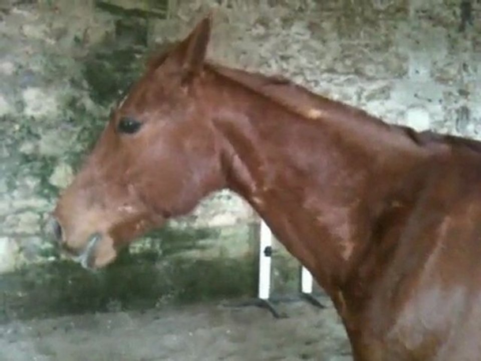 Othello - Séance sauts liberté