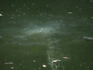 platypus.flv