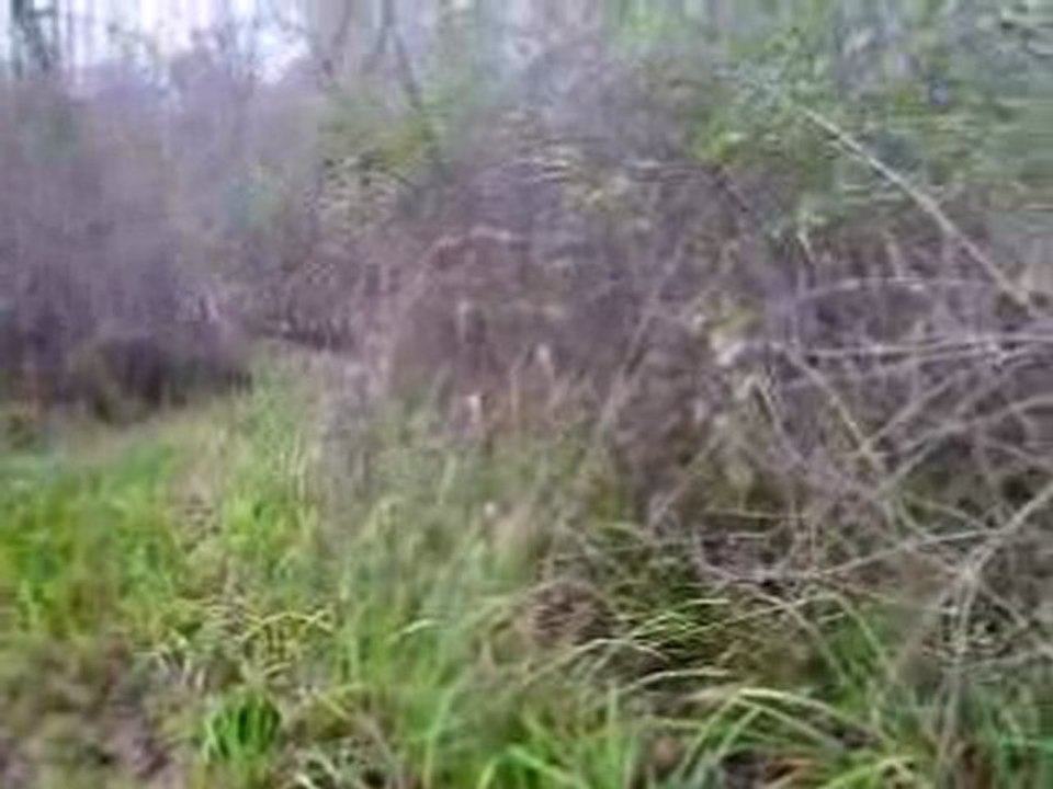 Sortie au bois avec chiots de Tambo X Tréma (5 mois et 1/2)