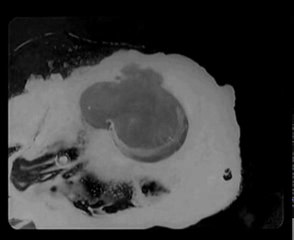 "Lumière et Compagnie" (Abbas Kiarostami)