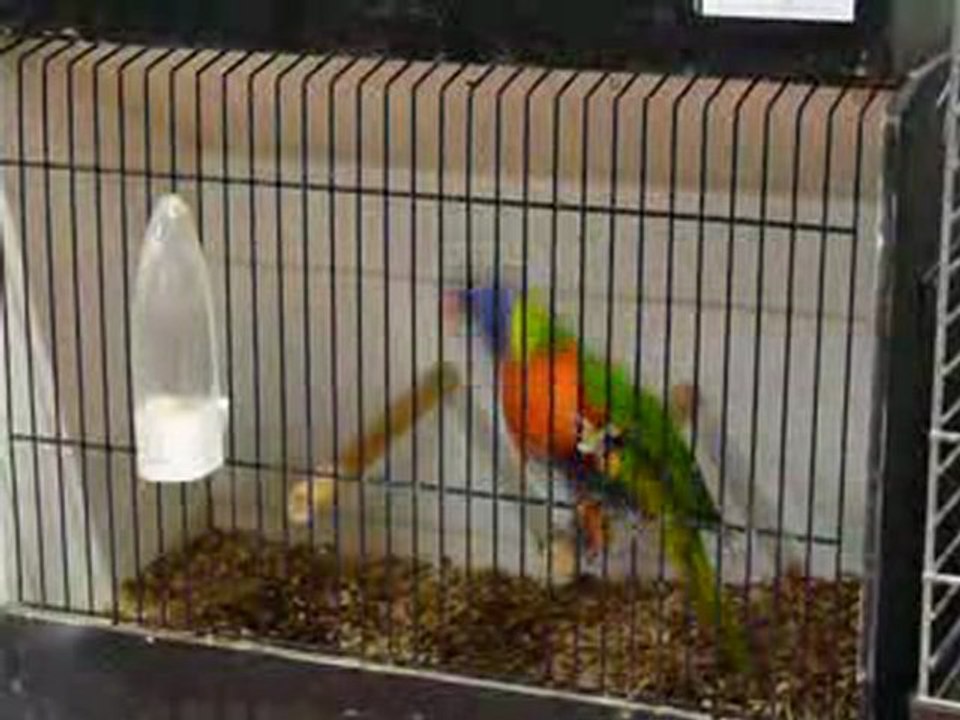 Le lori danseur - exposition ornithologique Tournai -